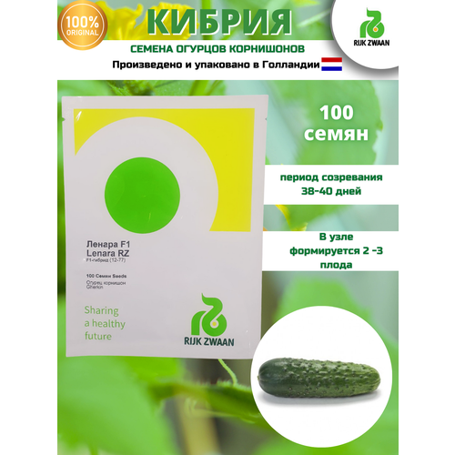 Ленара F1/ Lenara RZ F1 - семена огурцов корнишонов,100 семян, Rijk Zwaan/Райк Цваан (Голландия)