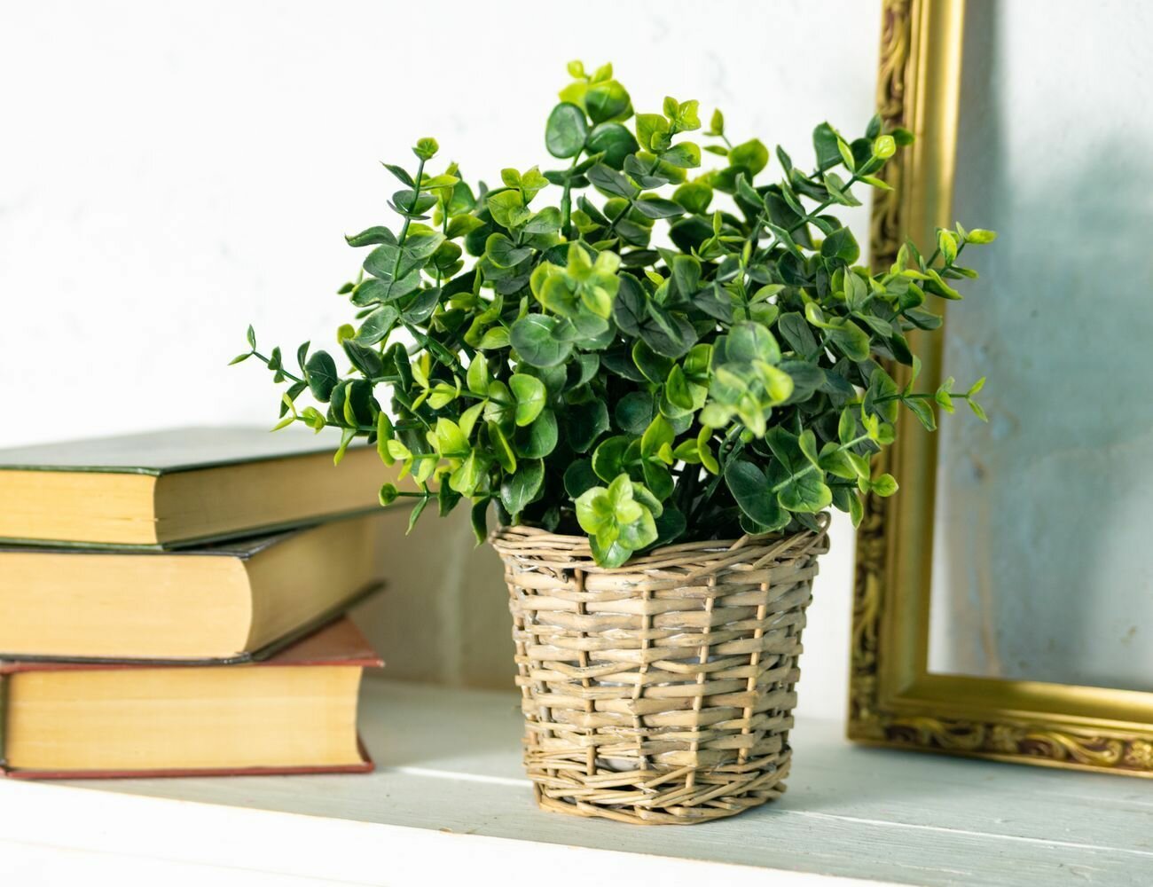 фото Искусственное растение в горшке эвкалиптовая коллекция - гунни, 26 см, Koopman International 317002290-1