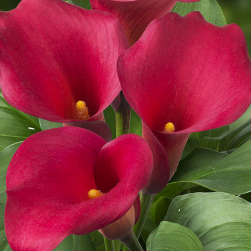 Калла Капитан Морган ( 2 клубня )