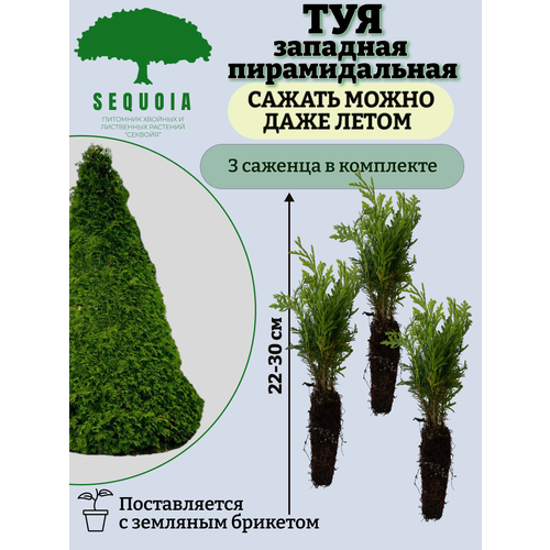 Туя пирамидальная 3 саженца туя западная колумна thuja occidentalis крупномер саженец 140 160 см 4 5 лет ком закрытая зкс