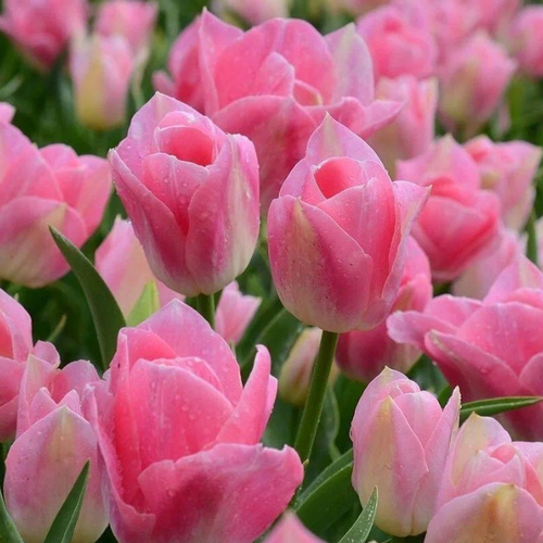 Луковицы Тюльпана DYNASTY ( 10 шт )