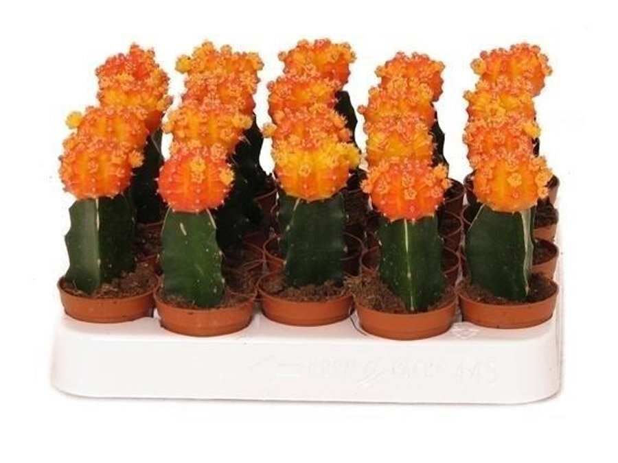 Гимнокалициум Михановича оранжевый - Gymnocalycium D5 H15