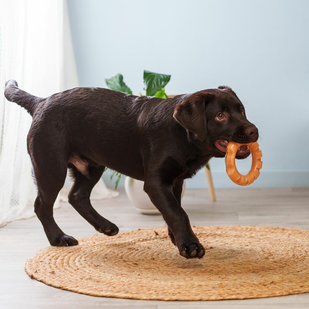 Игрушка для собак Бублик, 13х12х3 см