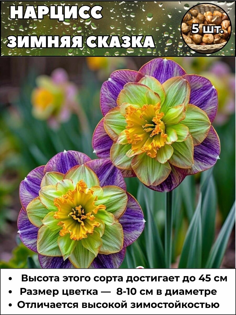 Нарцисс Зимняя сказка луковицы 5 штук