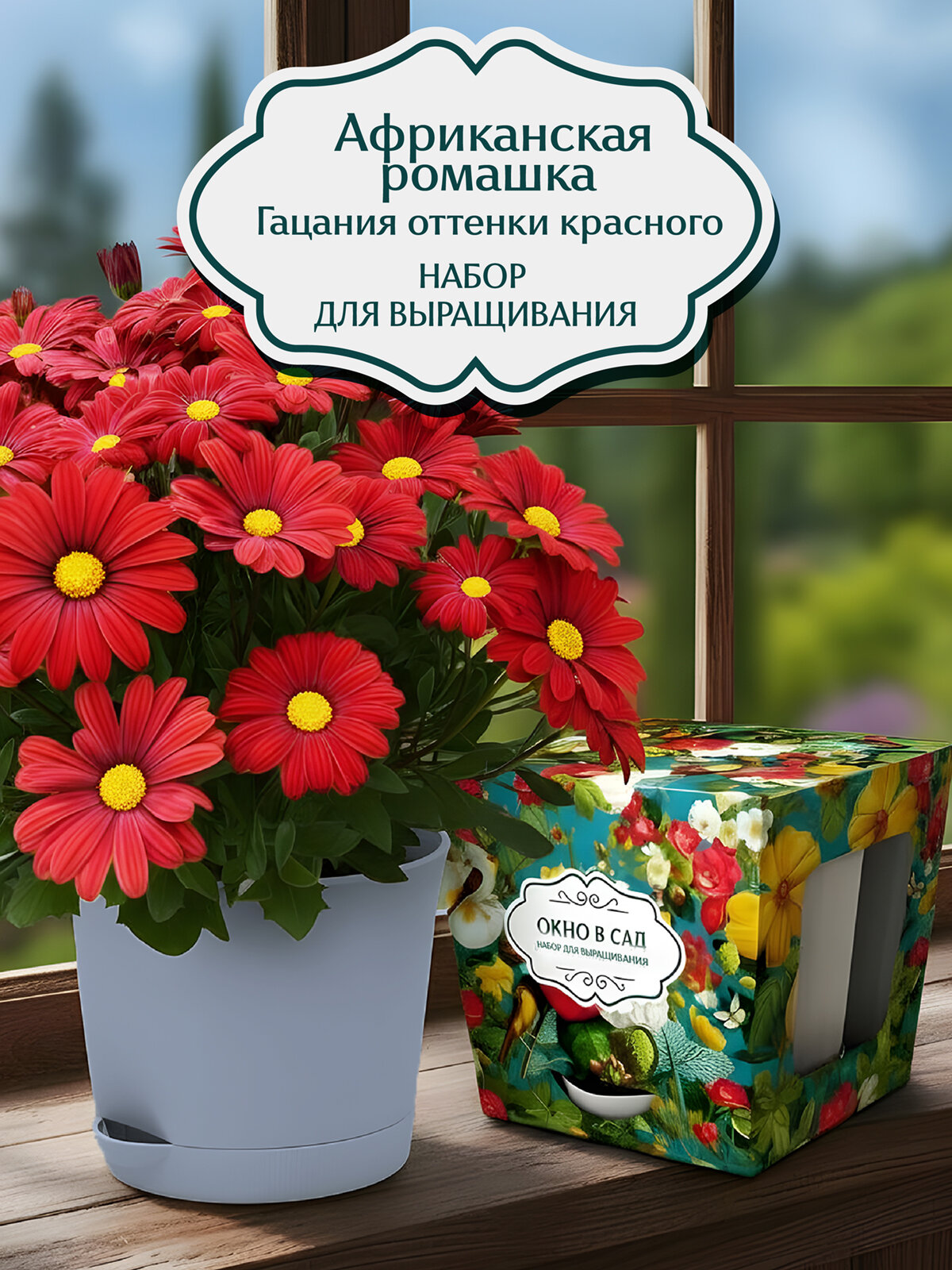 Гацания (Африканская ромашка) оттенки красного Набор для выращивания от бренда 