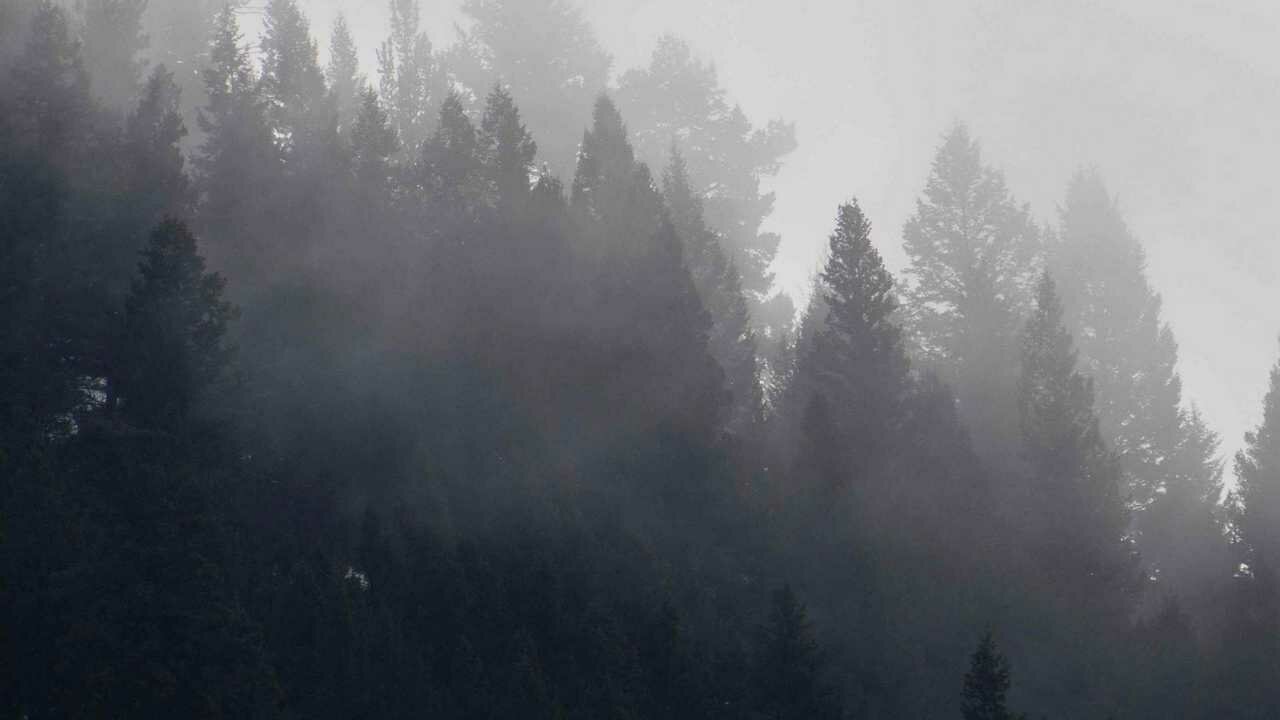 Картина на холсте 60x110 LinxOne "Деревья, лес, туман, облако" интерьерная для дома / на стену / на кухню / с подрамником