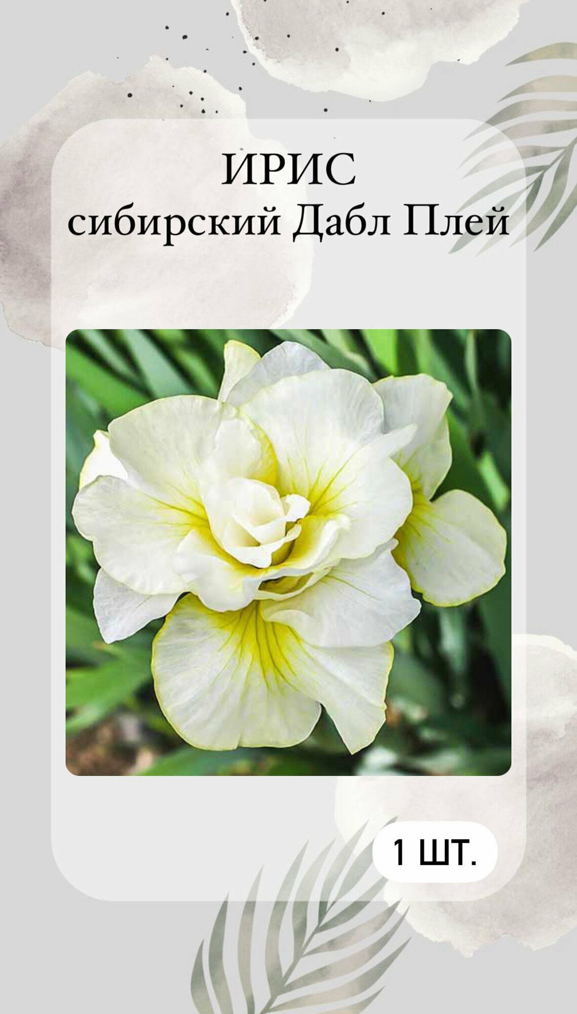 Ирис корневой Дабл Плей многолетние цветы 1 шт