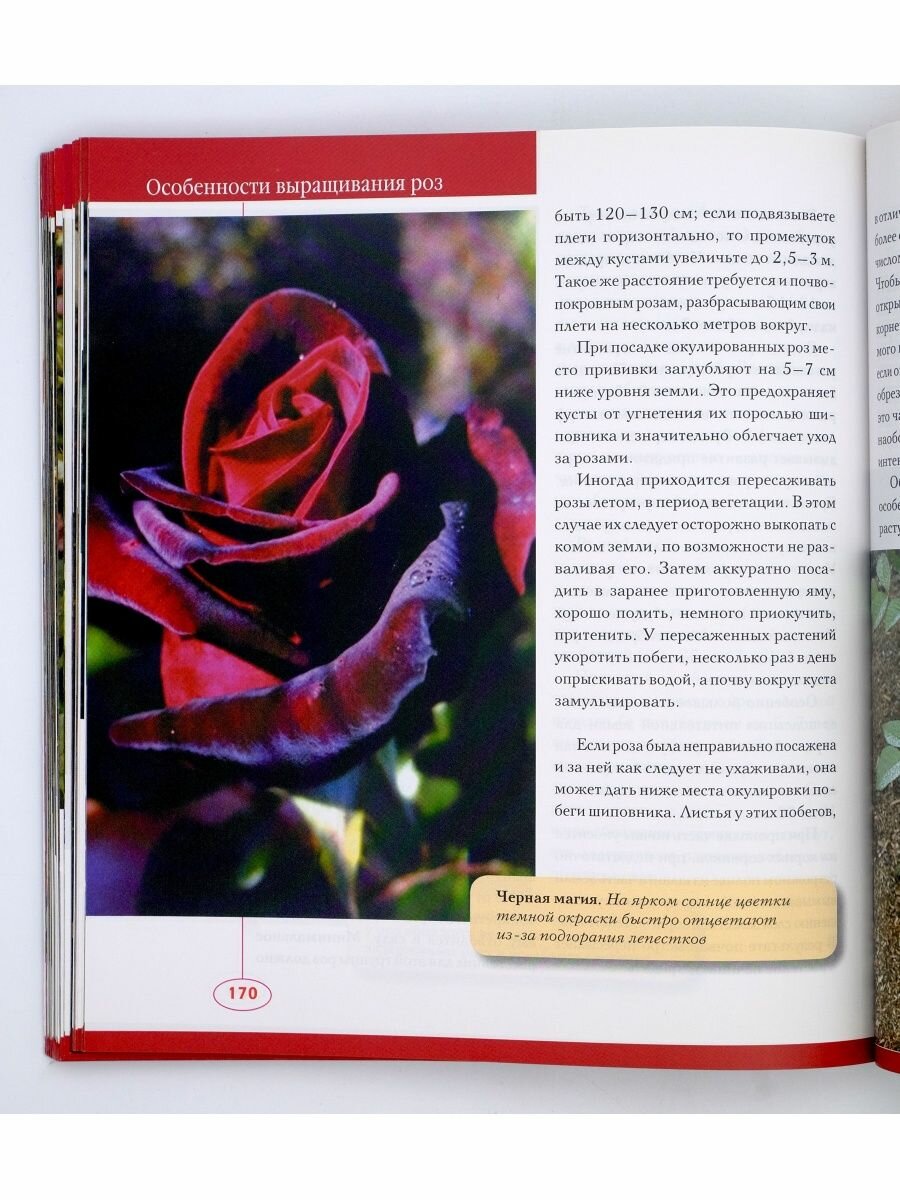 Розы. Иллюстрированный каталог. Сорта, разведение, уход - фото №7