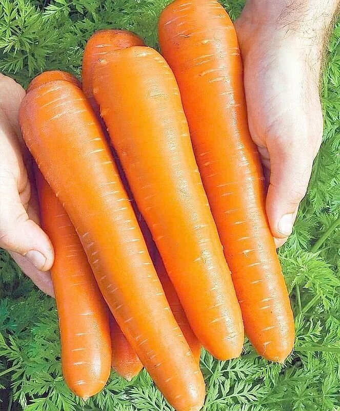 Коллекционные семена моркови Русский гигант