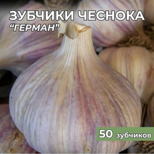 Зубчики чеснока на посадку Герман 50шт