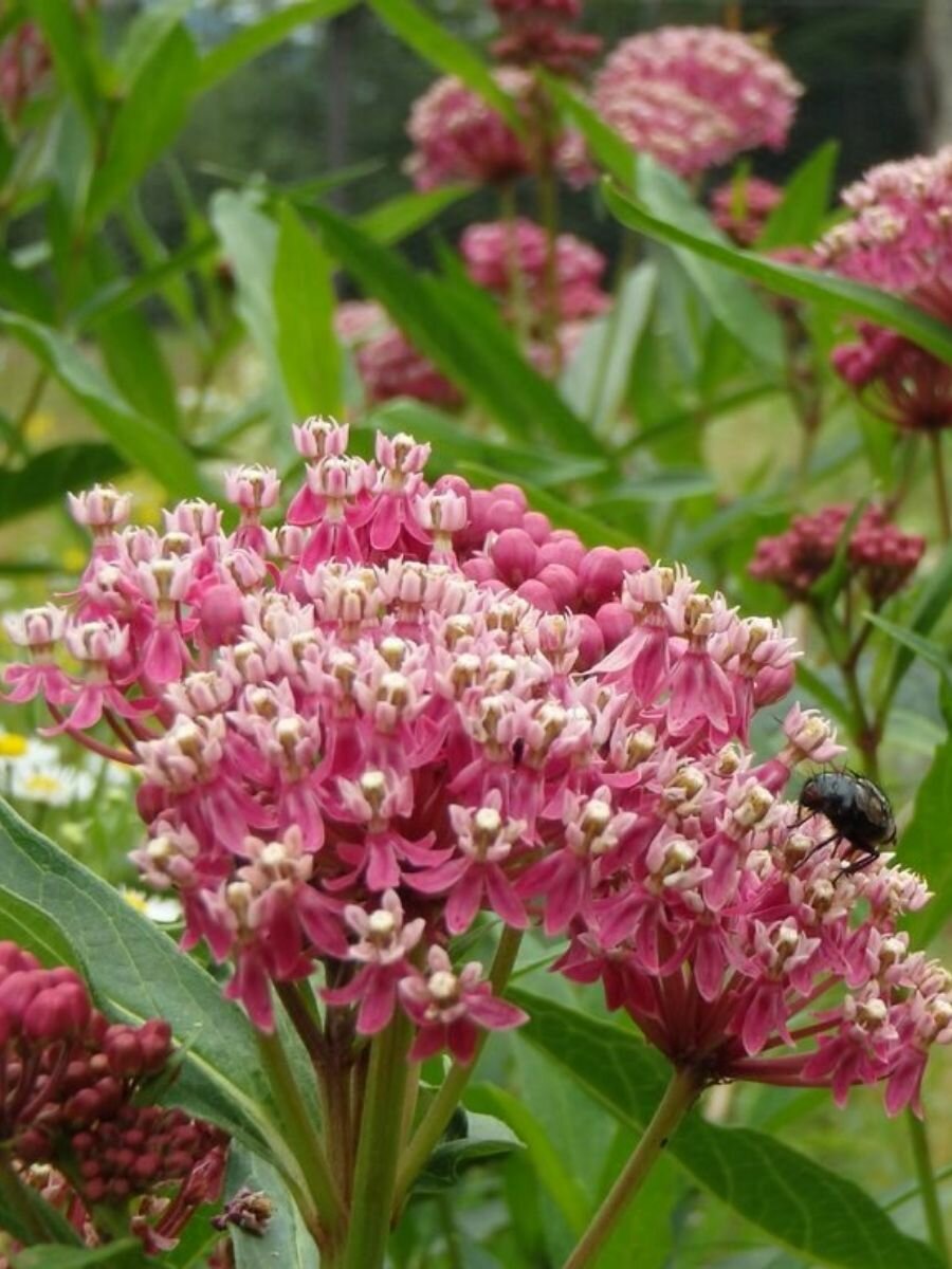 Семена Ваточник сирийский (Asclepias syriaca) 40 штук