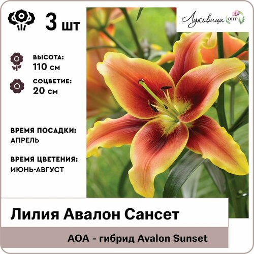 Лилия АОА-гибрид Авалон Сансет (Avalon Sunset) 12/14, луковицы 3шт, Голландия лилия аоа гибрид новембер рэйн november rain луковицы 2 шт 12 14