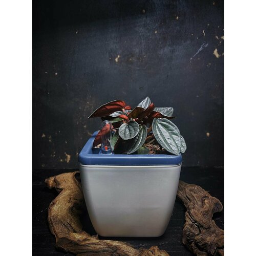 Пеперомия Санторини в кашпо с автополивом 15 л от Flolefor 2600₽