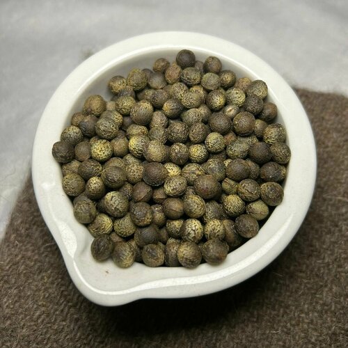 Семена Лавра камфорного, 2 грамма (примерно 12 шт)