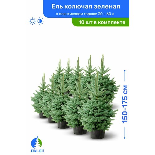Ель колючая зелёная 150-175 см в пластиковом горшке 30-60 л, саженец, хвойное живое растение. комплект из 10 шт