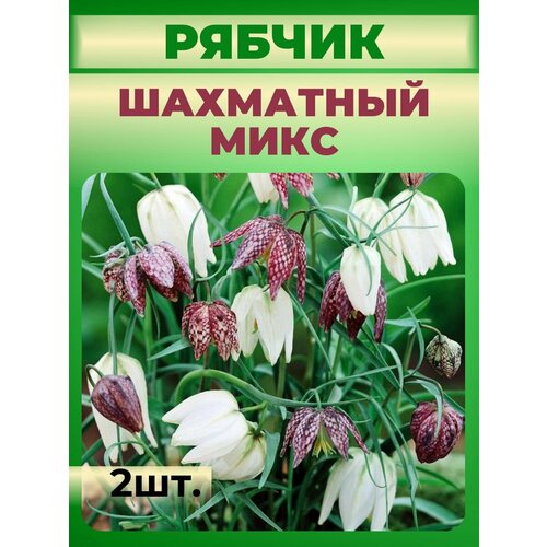 Рябчик луковицы 2 шт.