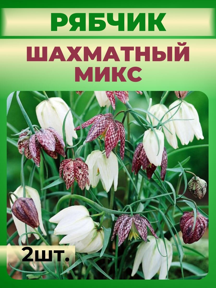 Рябчик луковицы 2 шт.