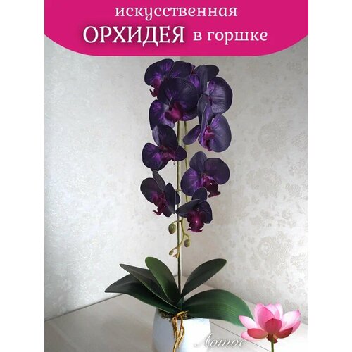 Орхидея в горшке 6 1200₽