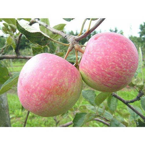 Саженцы Яблоня Конфетное (3-4 года, С7,5, 125-150 см)