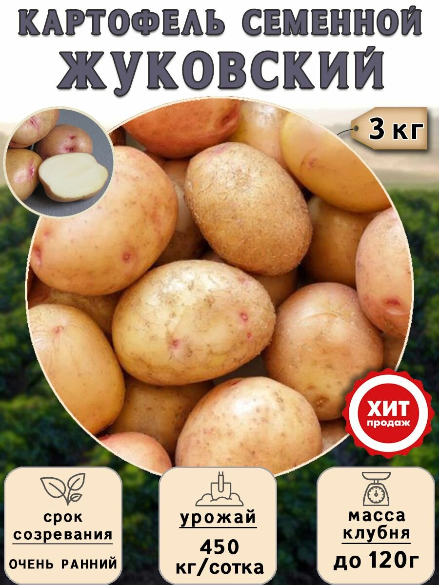 Клубни картофеля на посадку Жуковский (суперэлита) 3 кг Очень ранний