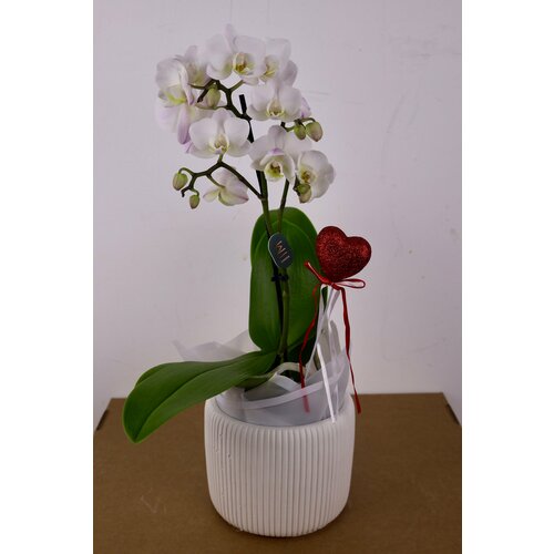 Белая Мини Орхидея Первый поцелуй в кашпо D-9 H-40 3440₽