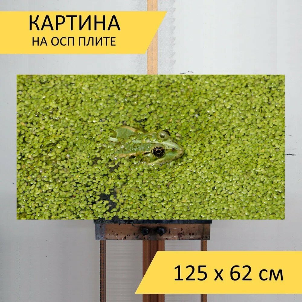 Картина на ОСП 125х62 см. "Лягушка, грин, воды" горизонтальная, для интерьера, с креплениями