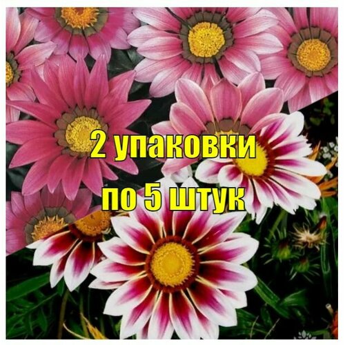 Семена Газания Нью Дэй Роуз Страйп + Пинк Шейдес 2 упаковки по 5 шт/уп профсемена, ручная фасовка!