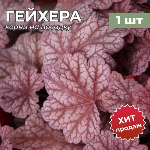 Гейхера, Корень/Корневище гейхеры "XXL" (1шт)