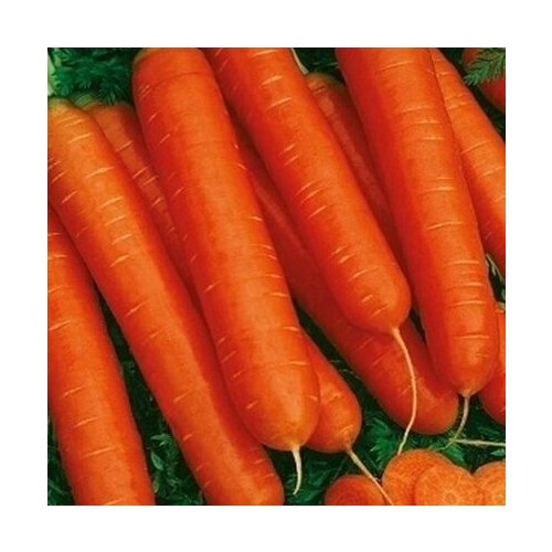Семена Морковь «Нантская красная»