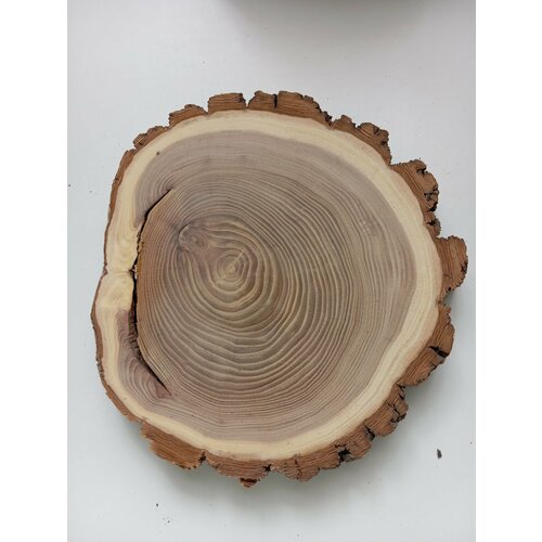 Спил дерева карагач, подставка заготовка для творчества 1 шт