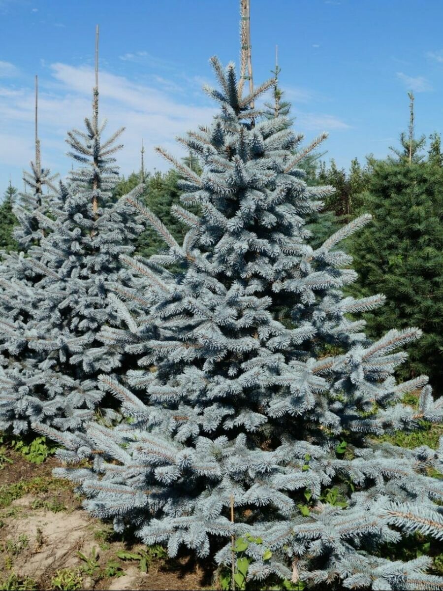 Семена Ель голубая Хупси (Picea pungens Hoopsii) 15 штук