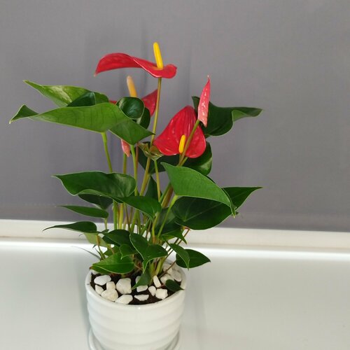 Антуриум красный