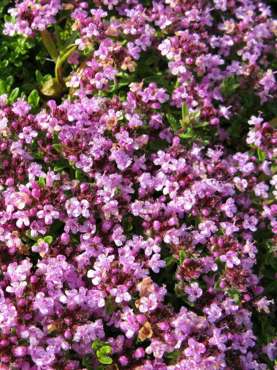 Семена Тимьян ползучий Чабрец (Thymus serpyllum), 40 штук