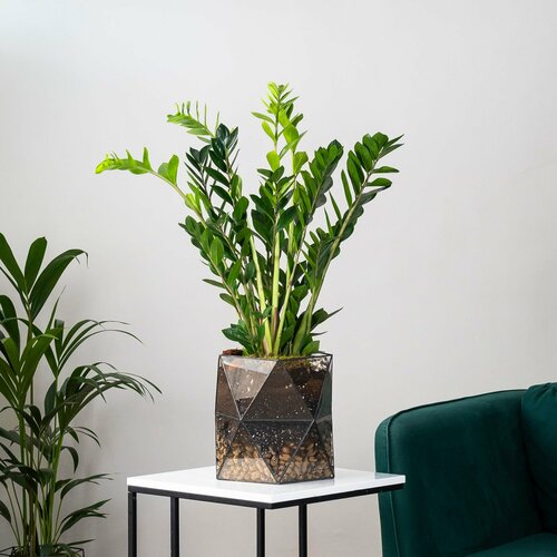 Замиокулькас Долларовое дерево в стеклянном кашпо ДНК 11890₽