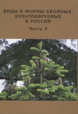 Виды и формы хвойных культивируемые в России Часть 3 Пихта - фото №2