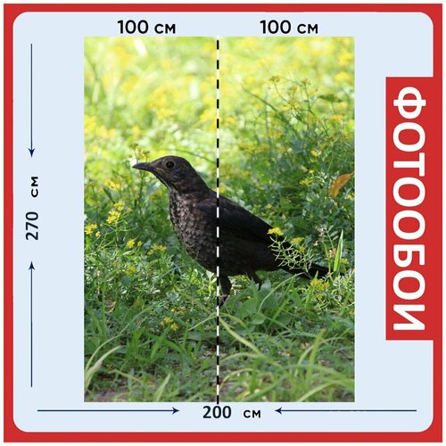 Фотообои Птица черный дрозд животное 200x270 см флизелиновыена стену 2980₽