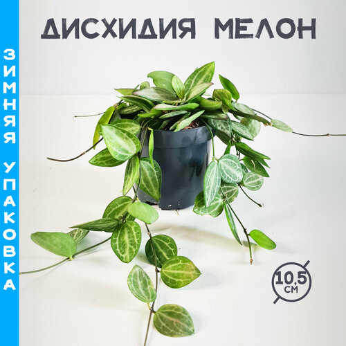 Дисхидия Мелон 10.5, живое комнатное растение в горшке