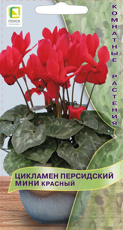 Цикламен персидский мини Красный ("К) 2шт. (Поиск)