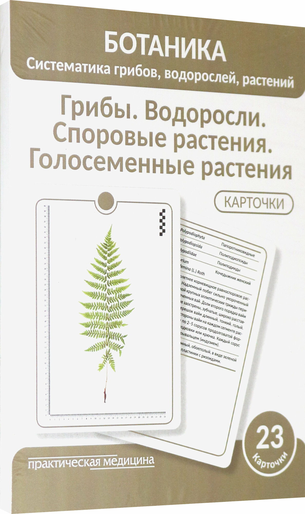 Ботаника. Систематика грибов, водорослей, растений. Грибы. Водоросли. Споровые растения. Голосеменные растения. КАРТОЧКИ (23 шт). - фото №2