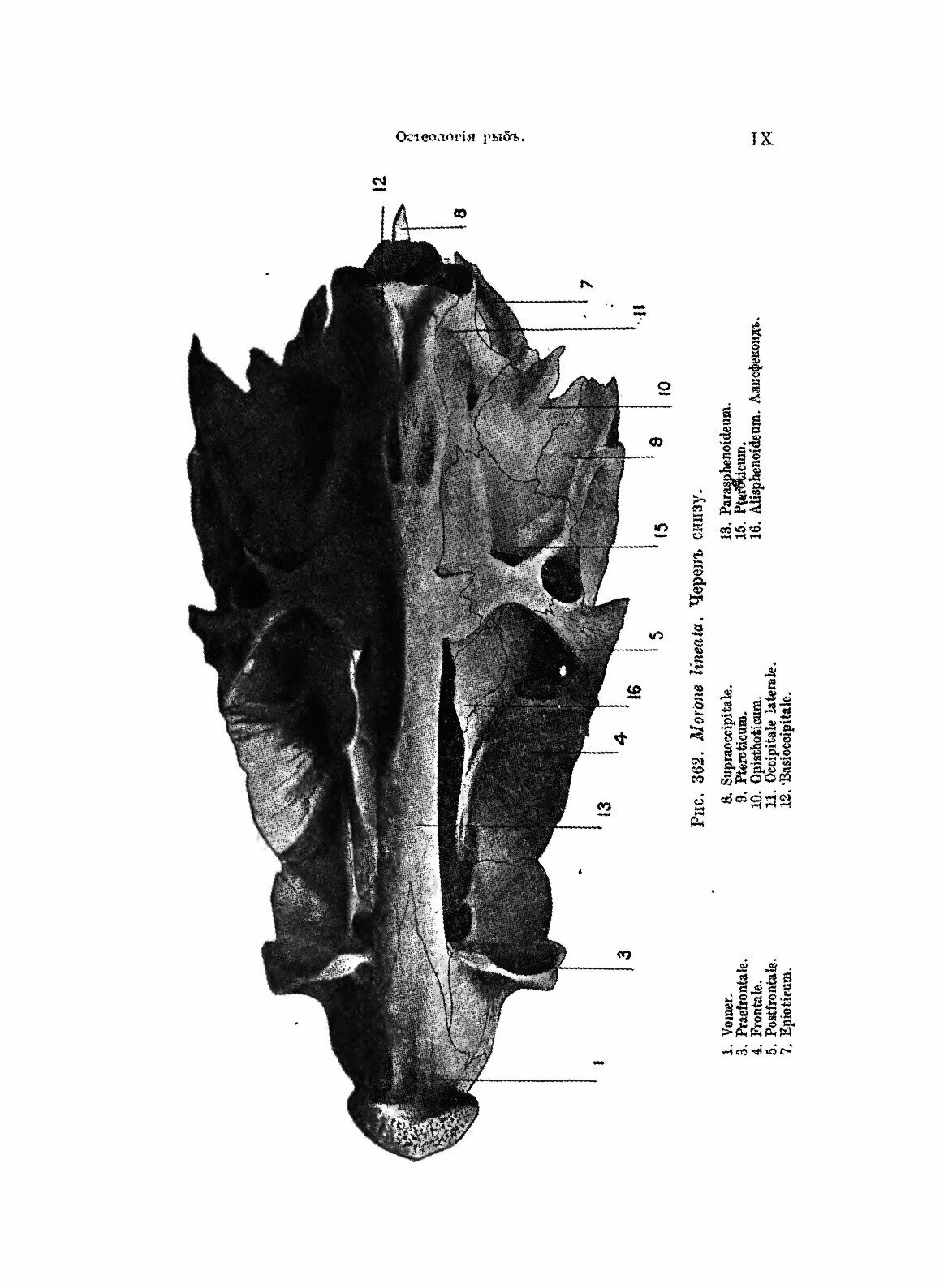 Книга Рыбы пресных Вод Российской Империи - фото №7