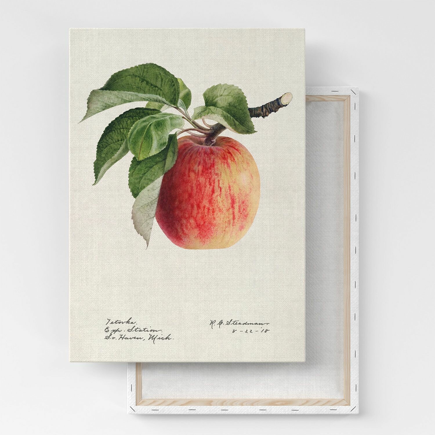 Картина на холсте, репродукция / Гравюры фруктов - яблоко / Размер 30 x 40 см
