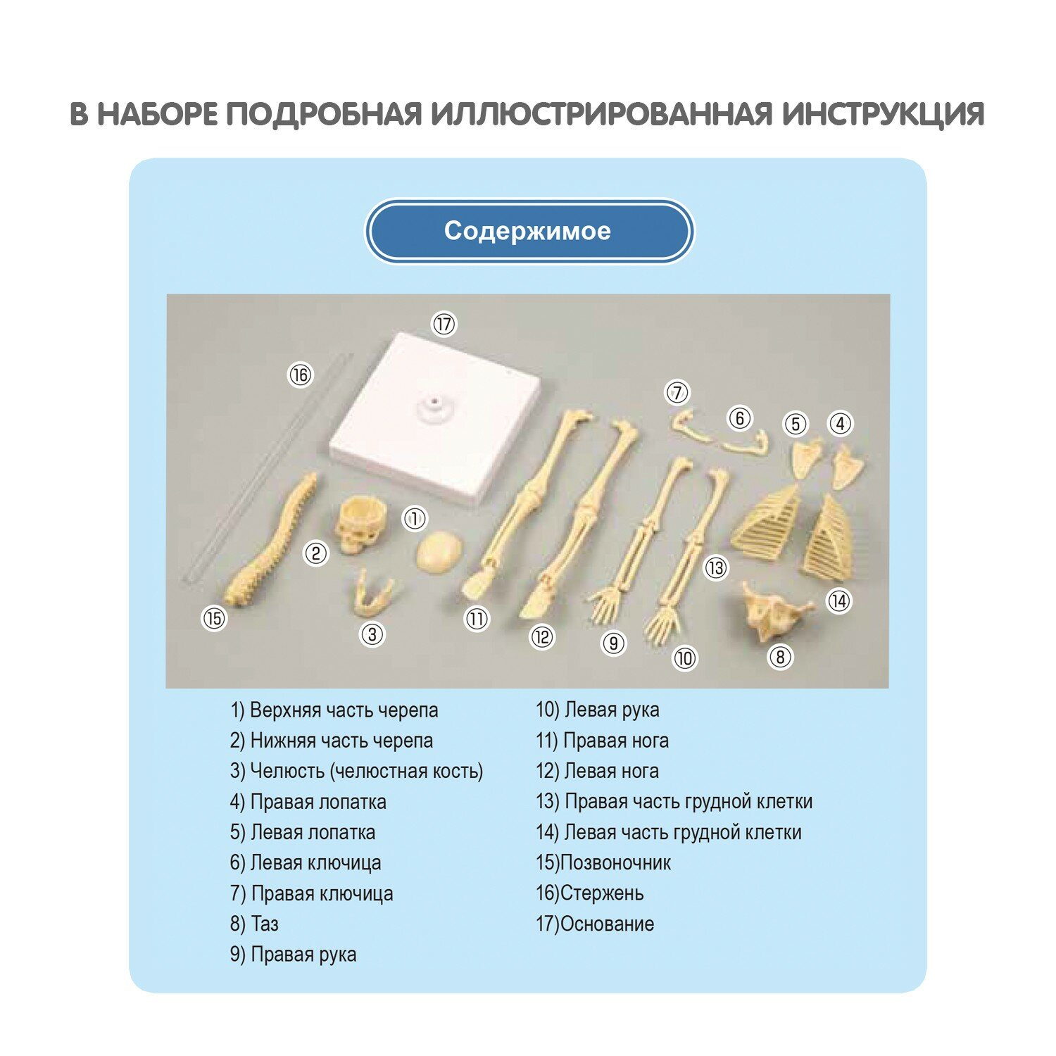 Японские опыты Человек. Кости и мышцы (ВВ4728)