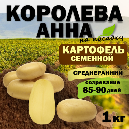 Картофель семенной Королева Анна Элита (клубни для посадки) 1 кг