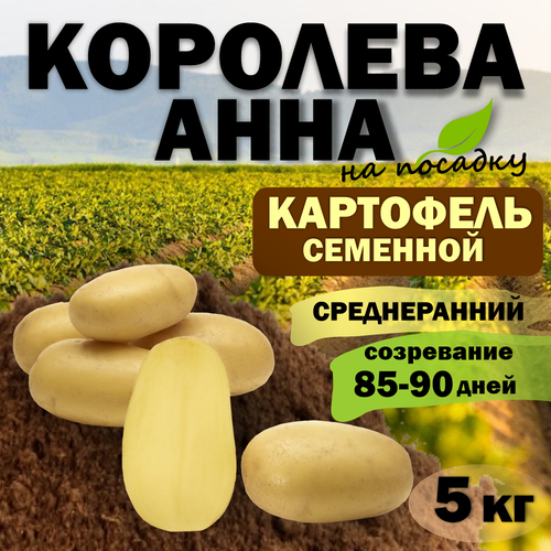 Картофель семенной Королева Анна Элита (клубни для посадки) 5 кг