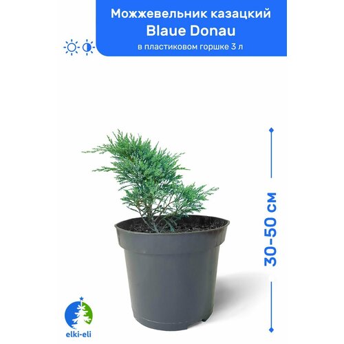 можжевельник китайский blue alps блю альпс 30 50 см в пластиковом горшке 0 9 3 л саженец хвойное живое растение комплект из 10 шт Можжевельник казацкий Blaue Donau (Блю Донау) 30-50 см в пластиковом горшке 0,9-3 л, саженец, хвойное живое растение