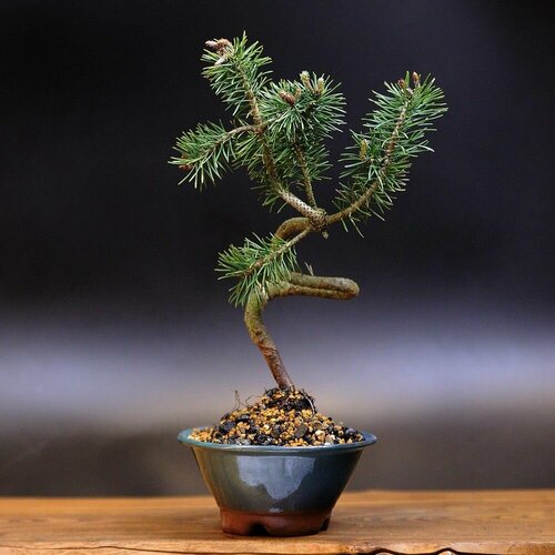 Бонсай сосна, 38см, 12 лет