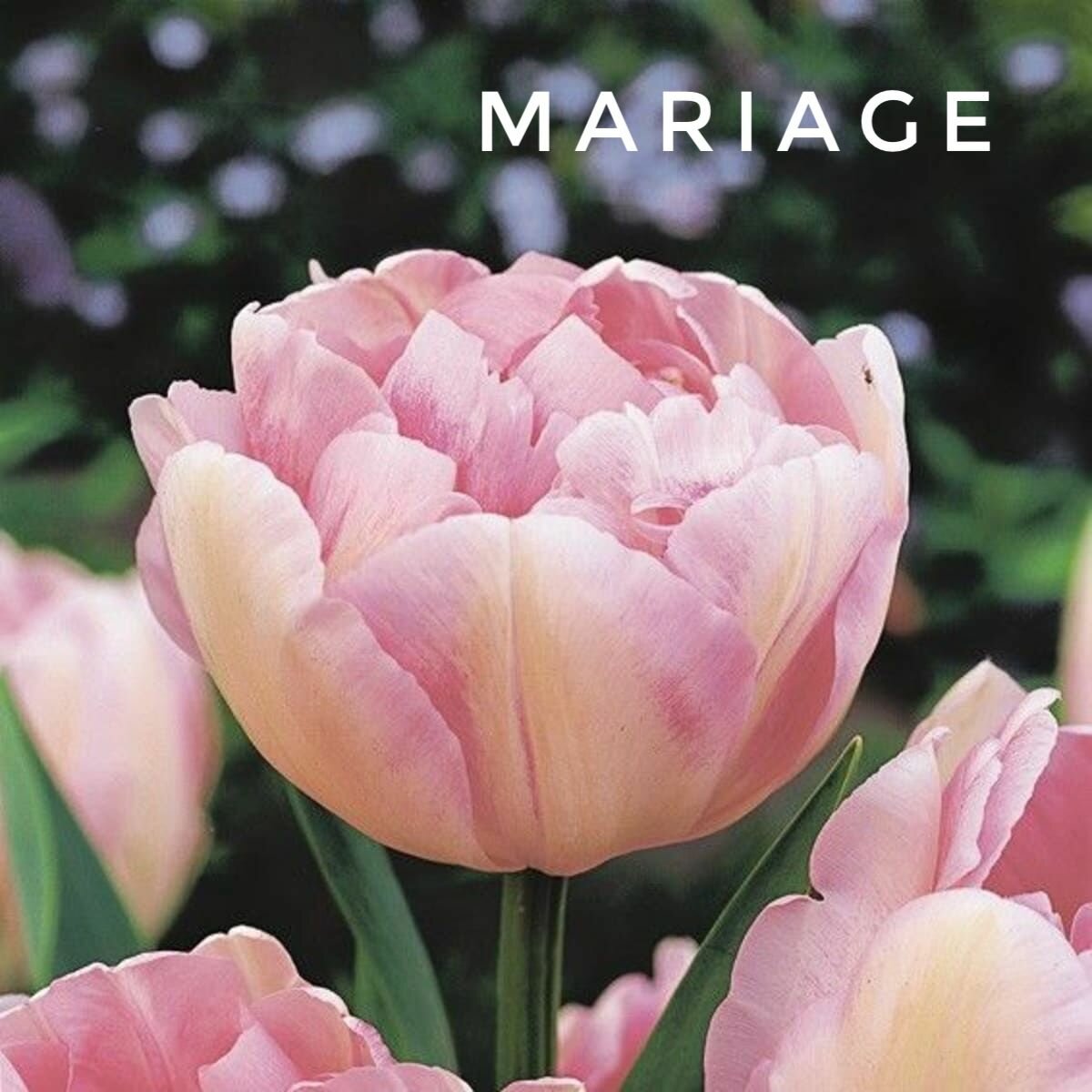 Тюльпаны пионовидные , луковицы сорт MARIAGE бело-розовые (4 штуик)