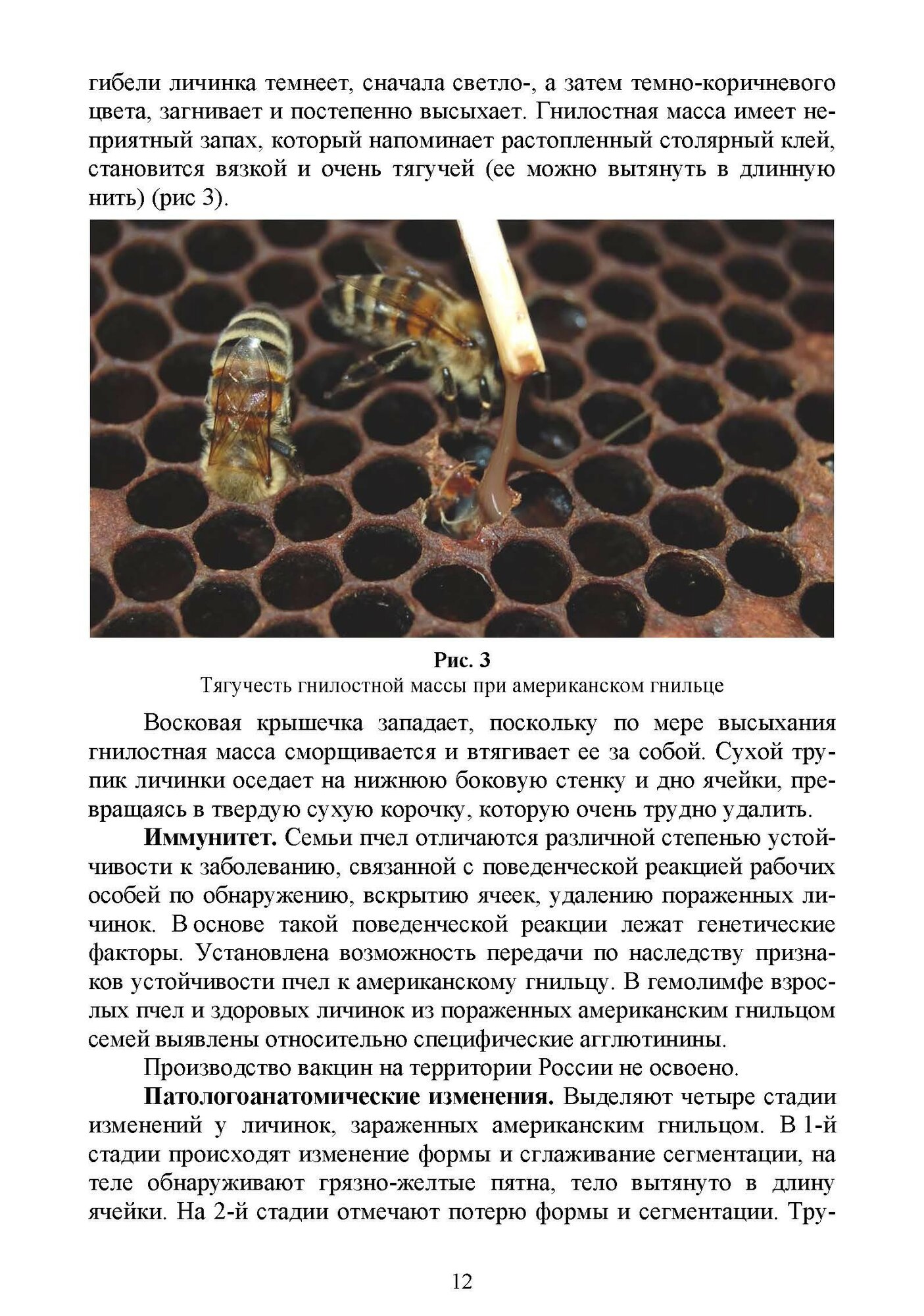 Болезни и вредители медоносных пчел - фото №6