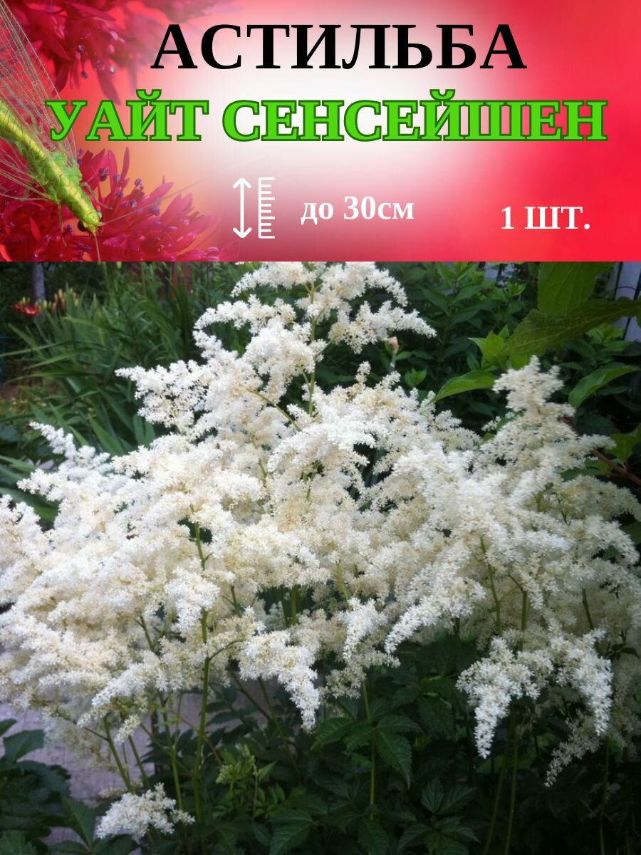 Уайт сенсейшен