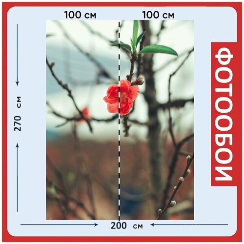 Фотообои Персиковый цвет цветок филиал 200x270 см флизелиновыена стену 2970₽
